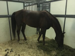 The Magic of Cavalia Odysseo