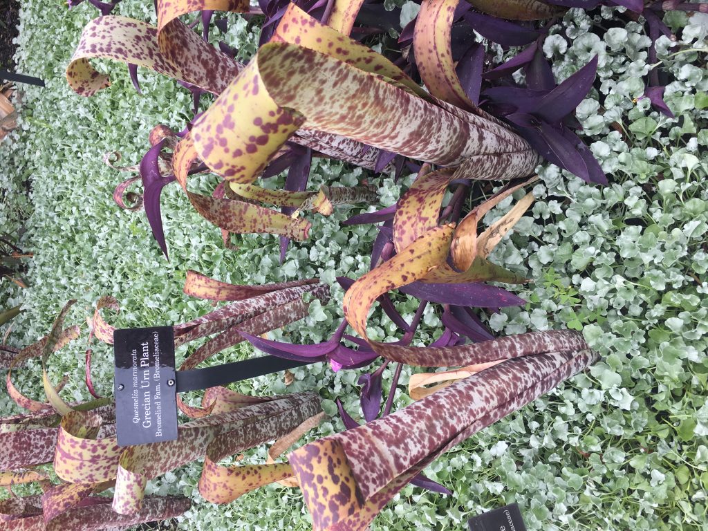 Visit Brazil in the Garden at Chicago Botanical Garden