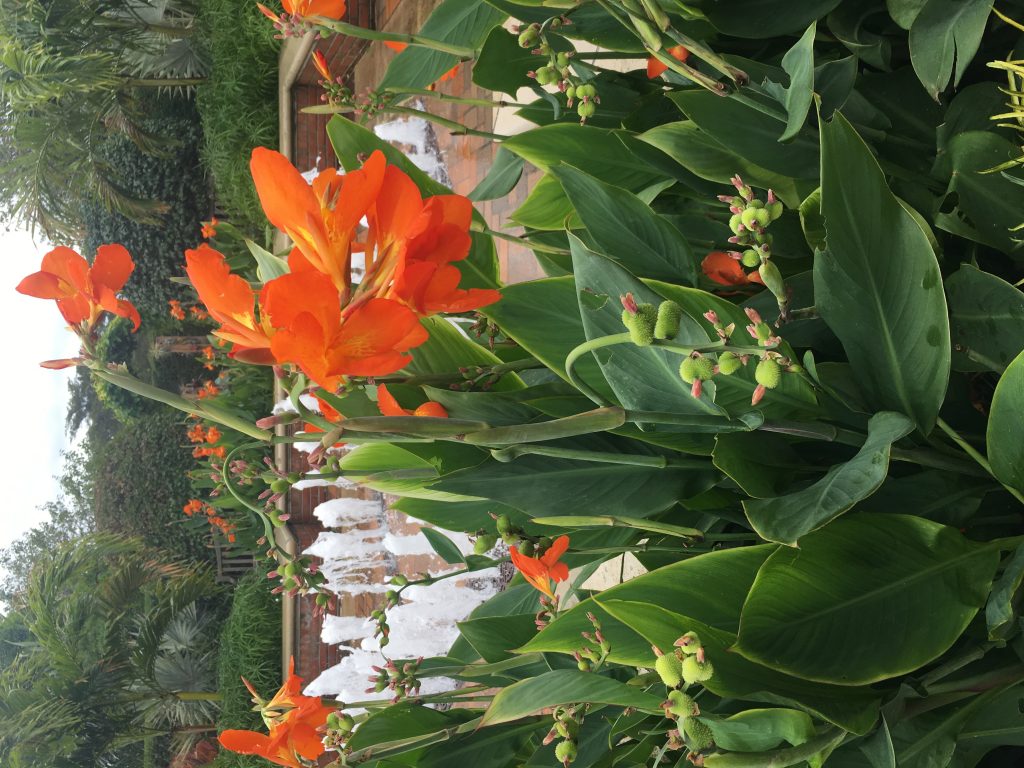 Visit Brazil in the Garden at Chicago Botanical Garden