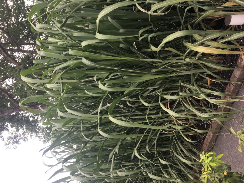 Visit Brazil in the Garden at Chicago Botanical Garden