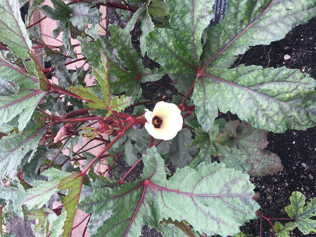 Visit Brazil in the Garden at Chicago Botanical Garden