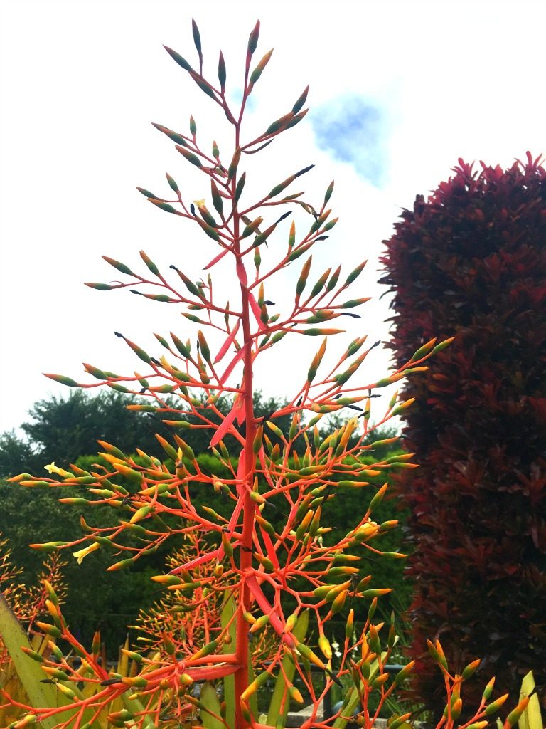 Visit Brazil in the Garden at Chicago Botanical Garden